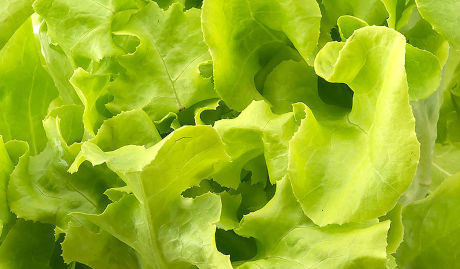 Salade à composer par vos soins dans nos restaurants de salade